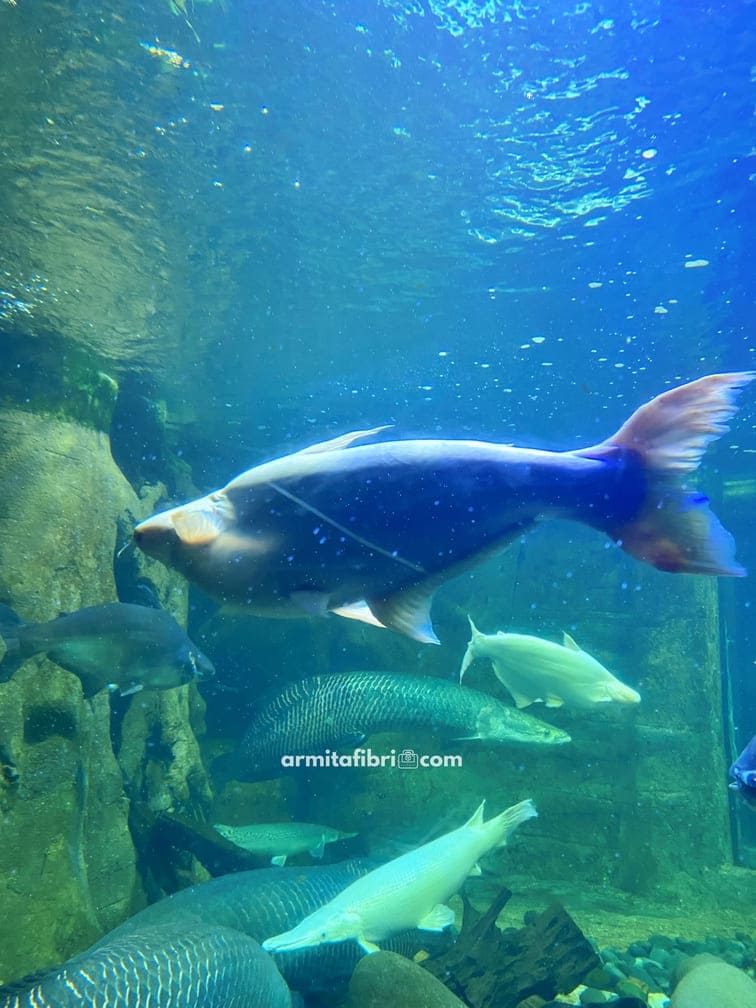 jadwal pertunjukkan sea world ancol