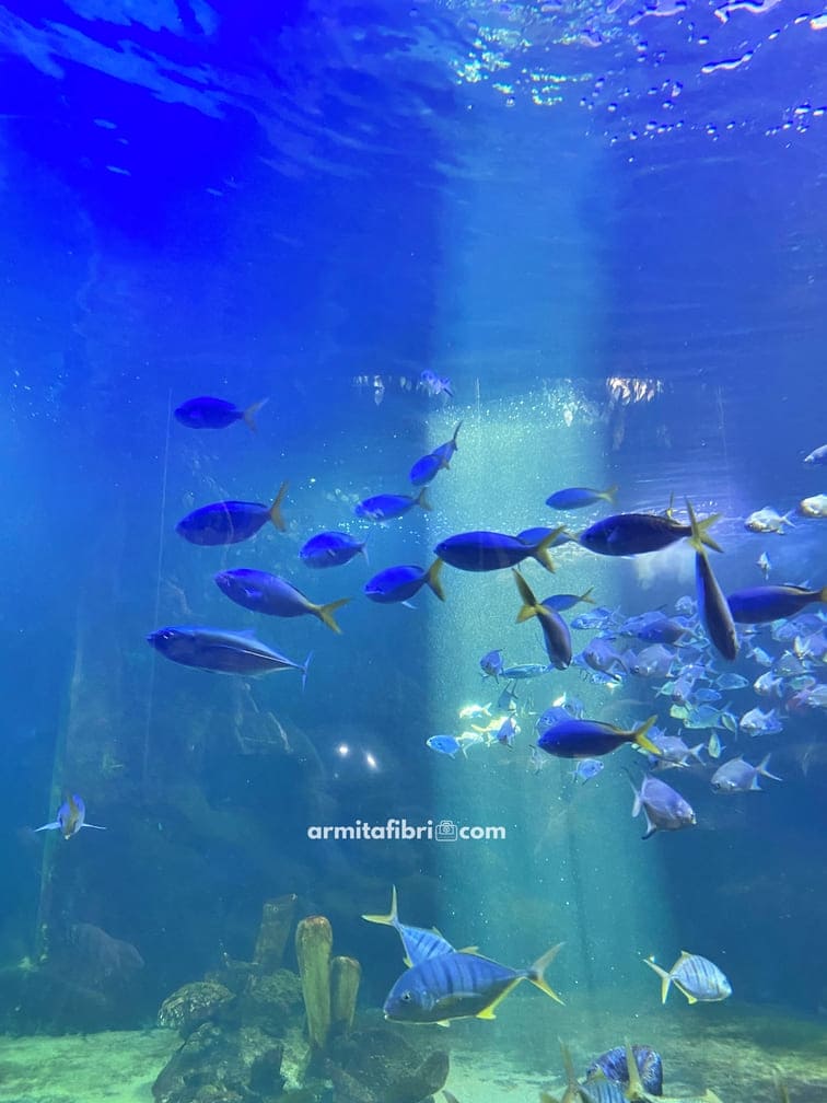 tiket masuk sea world ancol