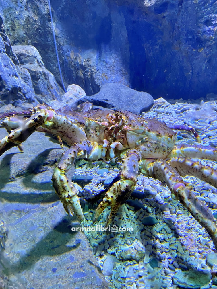 sea world ancol reviews