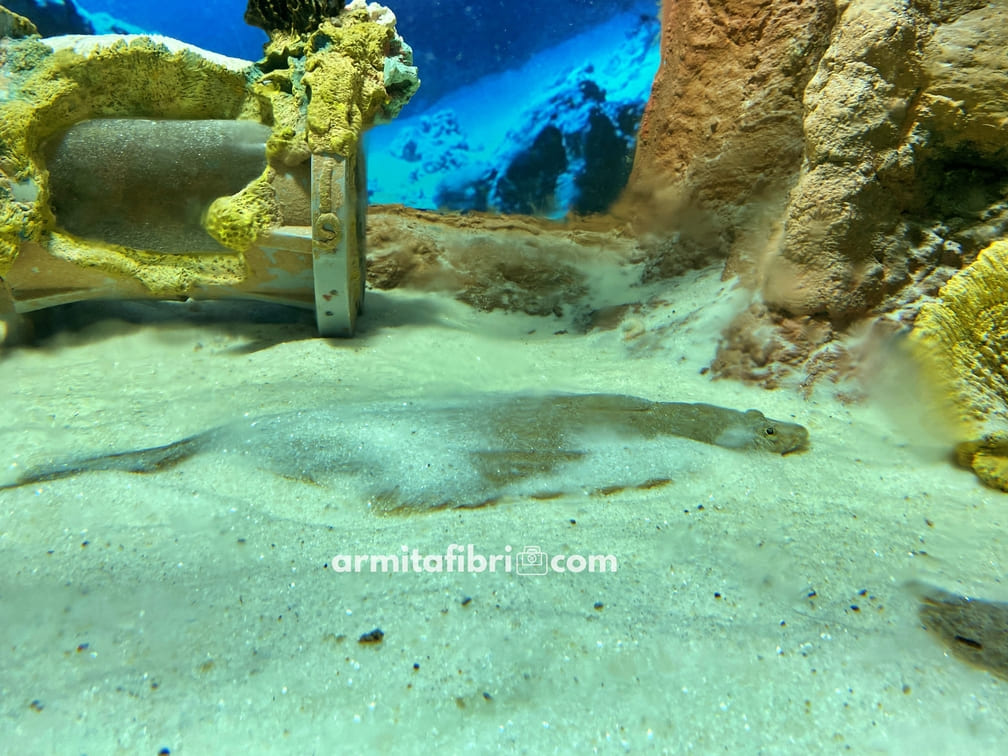 sea world ancol tutup jam berapa