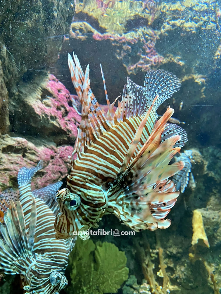 sea world ancol reviews