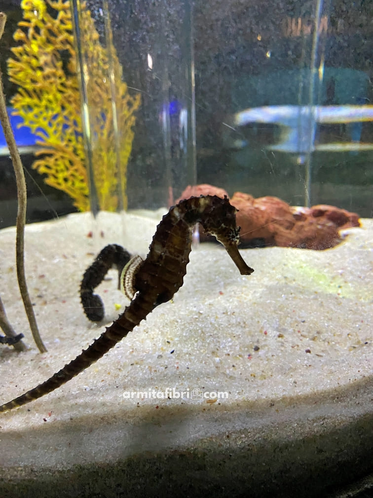 taman impian jaya ancol